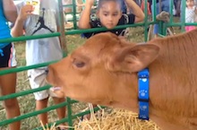 Calf at Hawaii State Farm Fair